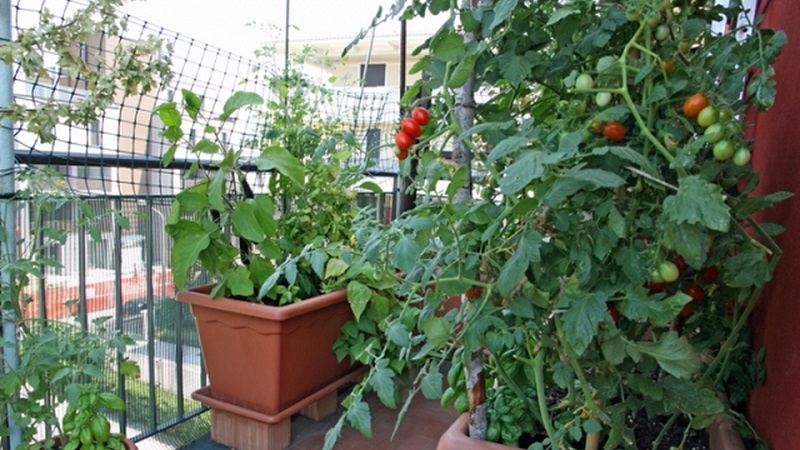 Turtingas pomidorų derlius ištisus metus: kaip auginti pomidorus balkone ir ko tam reikia