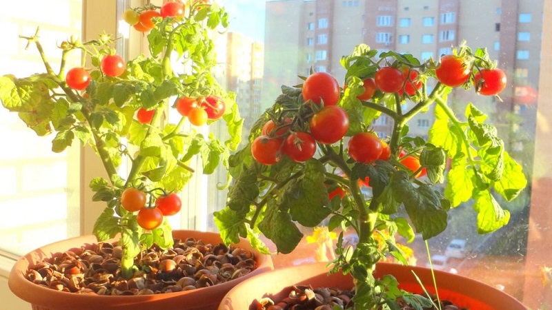 Jaarrond een rijke oogst aan tomaten: hoe tomaten telen op het balkon en wat daarvoor nodig is