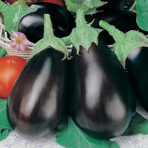 Neden yaz sakinleri Black Handsome patlıcan çeşidini seviyor ve nasıl yetiştirilir?
