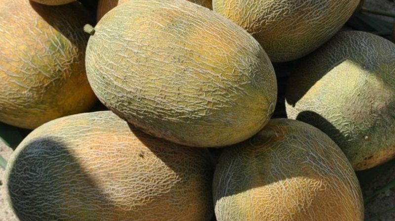 Een favoriet van zomerbewoners, Amal-meloenhybride smaakt heerlijk en is resistent tegen ziekten