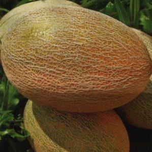 Een favoriet van zomerbewoners, Amal-meloenhybride smaakt heerlijk en is resistent tegen ziekten