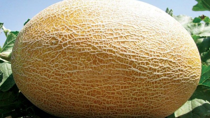 Ang isang paborito ng mga residente ng tag-init, ang melon hybrid na panlasa ay mahusay na lasa at lumalaban sa mga sakit