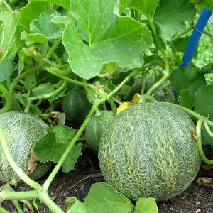 Exotic cantaloupe Cantaloupe: an overview of a variety with amazing taste and aroma