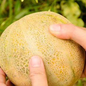 Ano ang gagawin kung ang melon ay hindi hinog: mga panuntunan sa pag-iimbak para sa ripening prutas at mga tip para sa pagpili