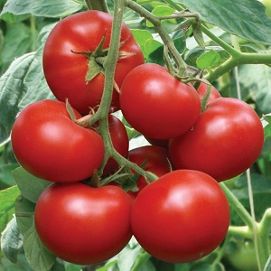 Yüksek verime ve mükemmel bir üne sahip yaz sakinlerinin favorisi - Açık tarla ve seralar için burjuva domates