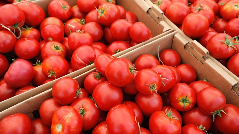 Yüksek verime ve mükemmel bir üne sahip yaz sakinlerinin favorisi - Açık tarla ve seralar için burjuva domates