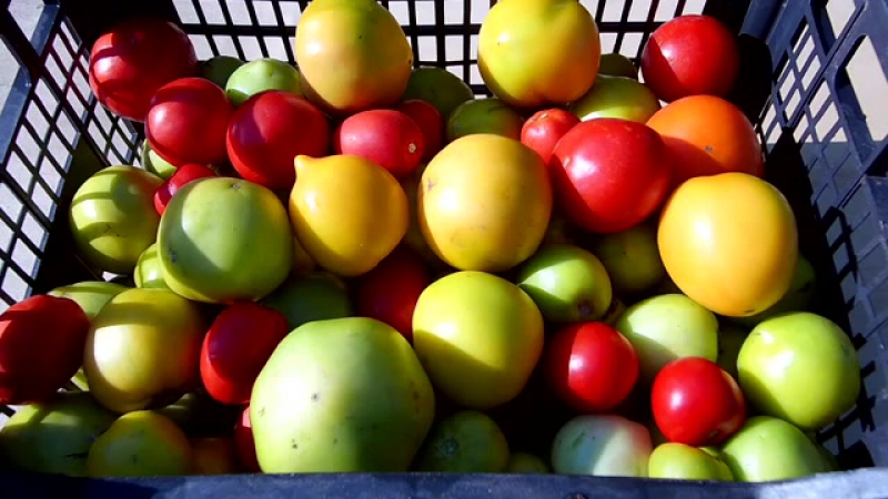 Kur ir kaip laikyti žalius pomidorus, kad jie kuo greičiau raudonuotų, ir kaip ilgai išlaikyti prinokusius vaisius