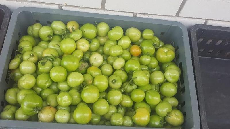 Dove e come conservare i pomodori verdi in modo che diventino rossi il più rapidamente possibile e come conservare a lungo i frutti maturi