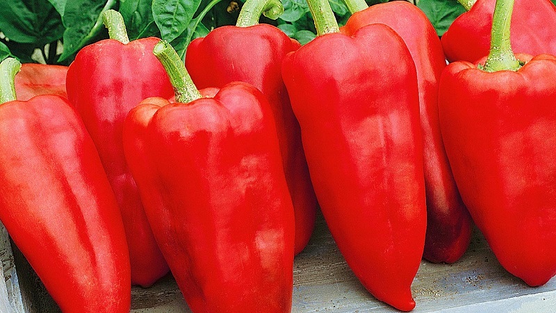 Hybrid från Holland - Gypsy pepper: beskrivning och instruktioner för odling