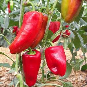 Hybridi Hollannista - Gypsy pepper: kuvaus ja ohjeet viljelyyn