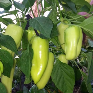 Hybridi Hollannista - Gypsy pepper: kuvaus ja ohjeet viljelyyn