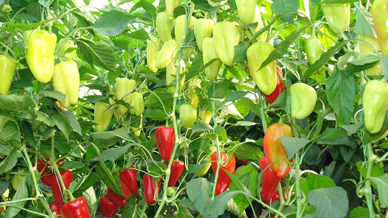 Ibrido dall'Olanda - Gypsy pepper: descrizione e istruzioni per la coltivazione