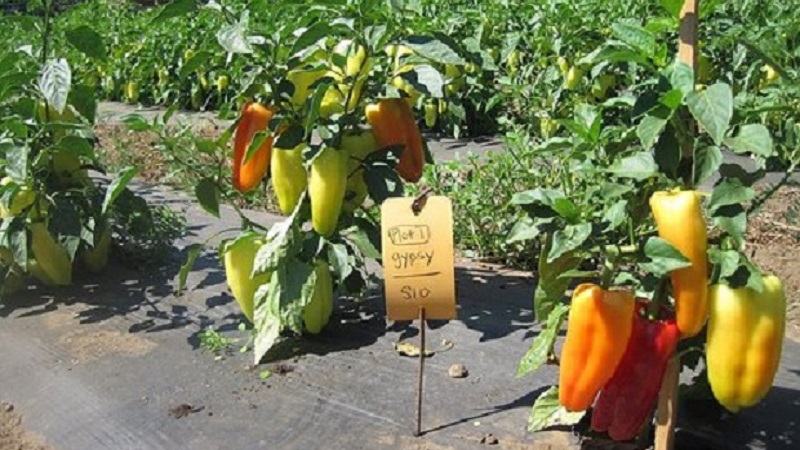 Hybride uit Holland - Gypsy peper: beschrijving en instructies voor het kweken