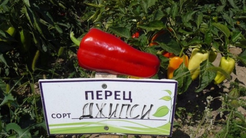 Ibrido dall'Olanda - Gypsy pepper: descrizione e istruzioni per la coltivazione