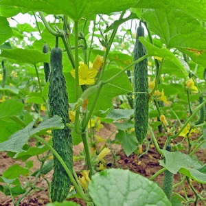 Concombre hybride chinois tolérant au froid F1 pour la culture dans les régions aux climats rigoureux