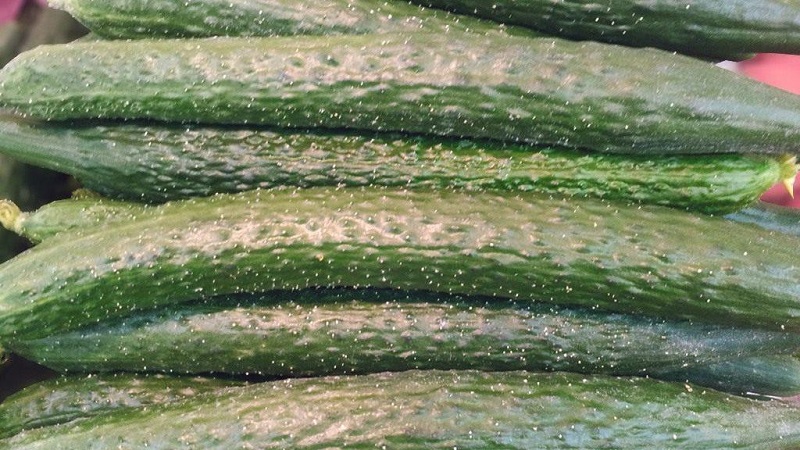 Ang pipino hybrid na Tsino malamig-mapagparaya f1 para sa paglilinang sa mga rehiyon na may malupit na klima