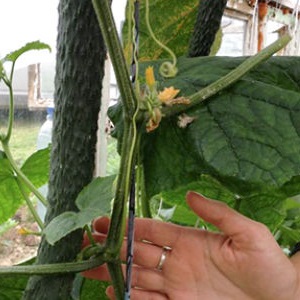 Cucumber hybrid Chinese cold-tolerant f1 for cultivation in regions with harsh climates
