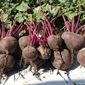 Why gardeners prefer the Wodan f1 beetroot hybrid and how to grow it correctly