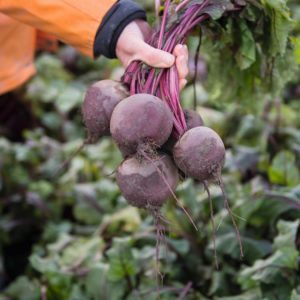 Why gardeners prefer the Wodan f1 beetroot hybrid and how to grow it correctly
