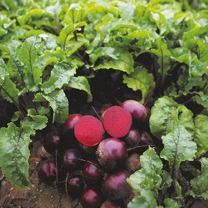 Dutch beetroot hybrid Action f1: crop features and secrets of proper care