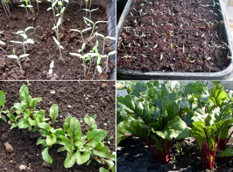 Dutch beetroot hybrid Action f1: crop features and secrets of proper care