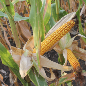 Characteristics and description of a hybrid of corn seeds Krasnodar 291 AMV