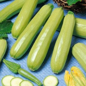 Cavili zucchini-sort från holländska uppfödare: vad du kanske gillar och hur du odlar den korrekt