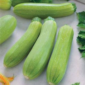 Cavili zucchini variety from Dutch breeders: what you might like and how to grow it correctly