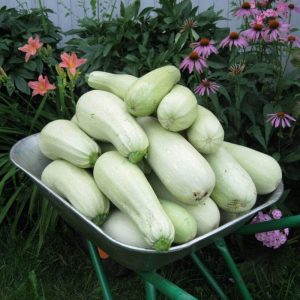 Cavili zucchini-sort från holländska uppfödare: vad du kanske gillar och hur du odlar den korrekt