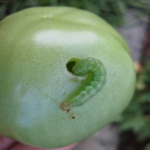 Hur man hanterar larver på tomater i ett växthus