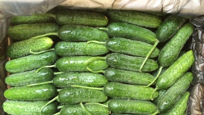 Hoe u verse komkommers bewaart, zodat ze niet zo lang mogelijk bederven