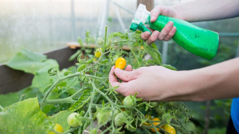 Cómo y por qué rociar tomates con suero con yodo: una receta para una solución e instrucciones para el procesamiento
