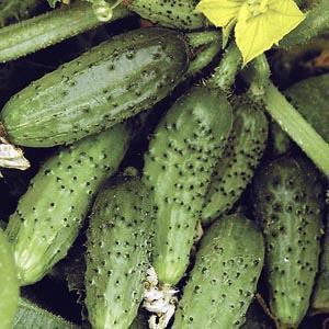 Wat zijn de namen van kleine komkommers en welke variëteiten van dit type zijn het beste