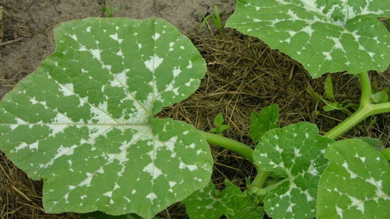 Come ottenere un buon raccolto di zucca: coltivazione e cura in campo aperto, raccomandazioni di giardinieri esperti