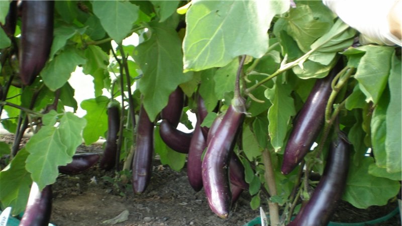 How to properly grow frost-resistant eggplant King of the North