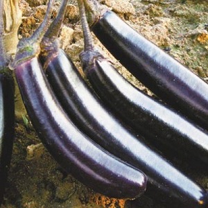 Paano maayos na lumago ang egg-resistant eggplant na King of the North