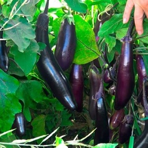 Paano maayos na lumago ang egg-resistant eggplant na King of the North