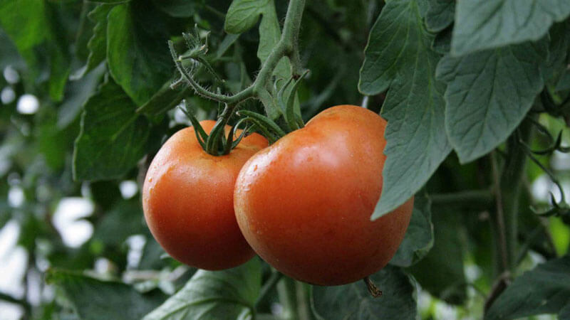 Wie man im Winter Tomaten in einem Gewächshaus anbaut: Schritt-für-Schritt-Anleitung für eine reichhaltige Ernte das ganze Jahr über
