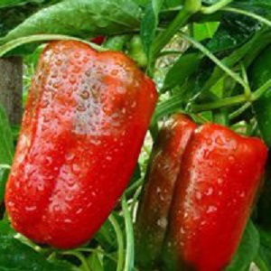 Como cultivar pimenta híbrida Denis para uma rica colheita de frutas doces e suculentas