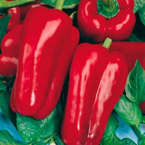 How to grow Denis hybrid pepper for a rich harvest of sweet and juicy fruits