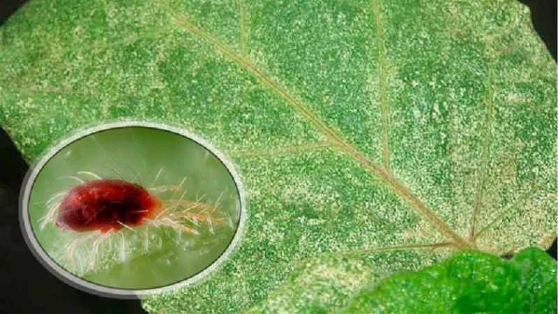 Mga peste at sakit ng honeysuckle: mga palatandaan ng pinsala at mga pamamaraan sa pakikitungo sa kanila