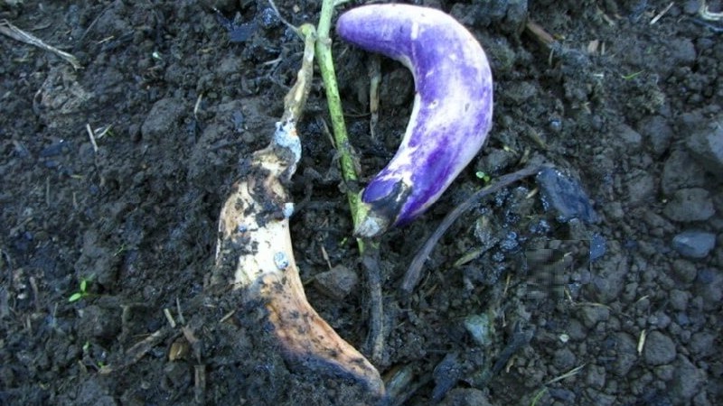 Serada patlıcan hastalıkları nelerdir ve bunlarla nasıl baş edilir