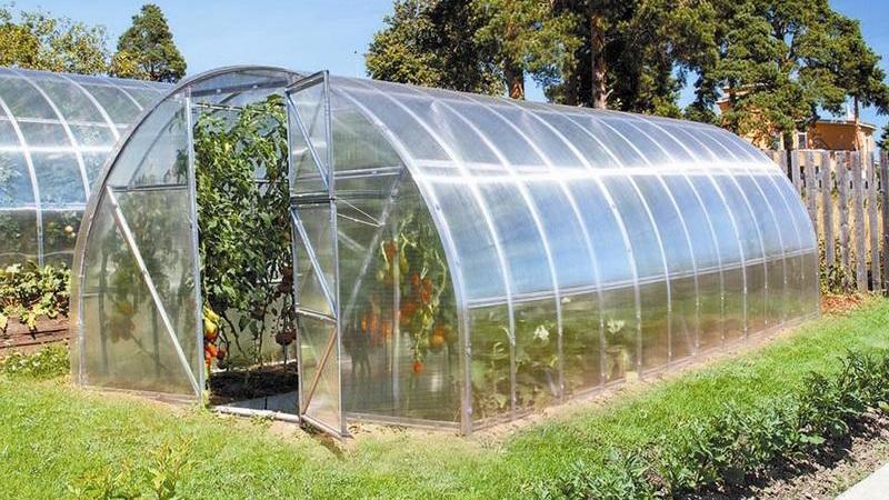 Kailan at kung paano maayos na magtanim ng mga kamatis sa isang polycarbonate greenhouse