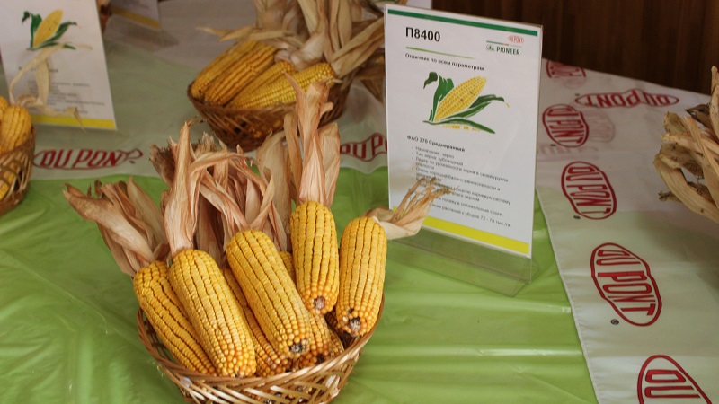 Les meilleures variétés de graines de maïs Pioneer: caractéristiques, prix et conseils pour choisir