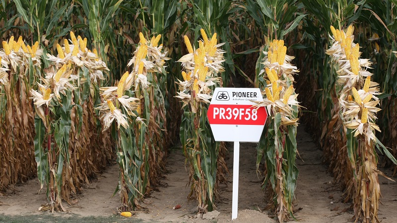 Les meilleures variétés de graines de maïs Pioneer: caractéristiques, prix et conseils pour choisir