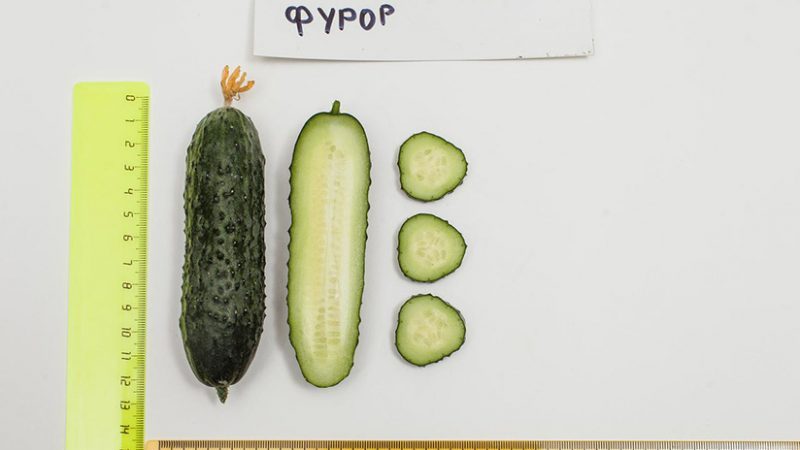 Furor salatalıklarına genel bakış: avantajları ve dezavantajları, mahsul özellikleri ve yetiştirme ipuçları
