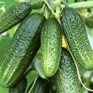 Cucumber hybrid lola ng apo ni f1: paglalarawan at mga tampok ng teknolohiyang agrikultura