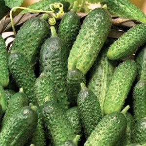 Cucumber hybrid lola ng apo ni f1: paglalarawan at mga tampok ng teknolohiyang agrikultura