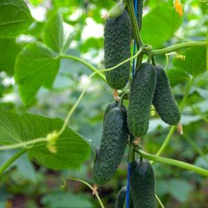 What is good about Tumi cucumber and why it is worth growing on your site