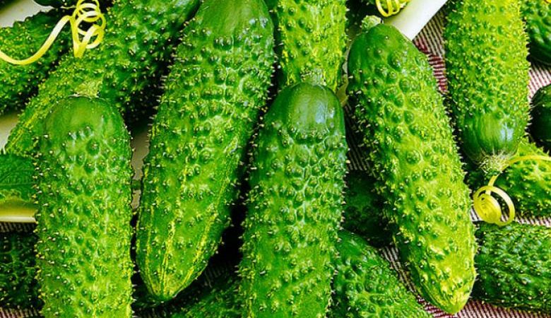What is good about Tumi cucumber and why it is worth growing on your site